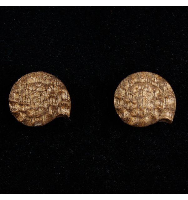 3804 - Ohrringe Fossilie Stecker NUSSOEL