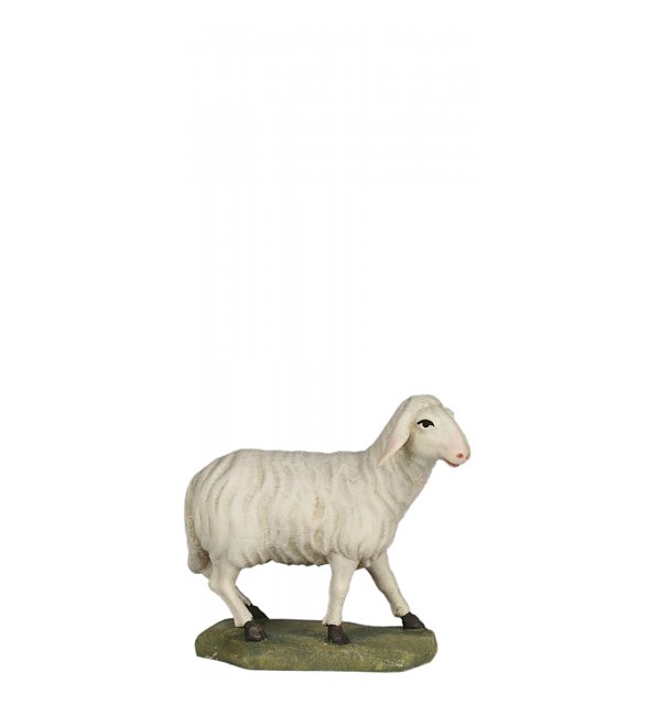 6630 - Sheep looking (Maple)
