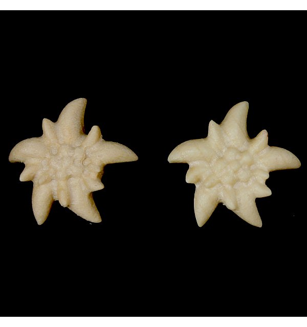 3806 - Earrings edelweiss AHORNOEL