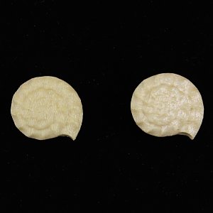 3804 - Orecchini fossile a perno